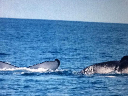 ATAO Taxi Boat-努美阿必去景点