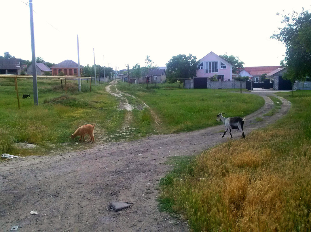 Singera旅游攻略图片