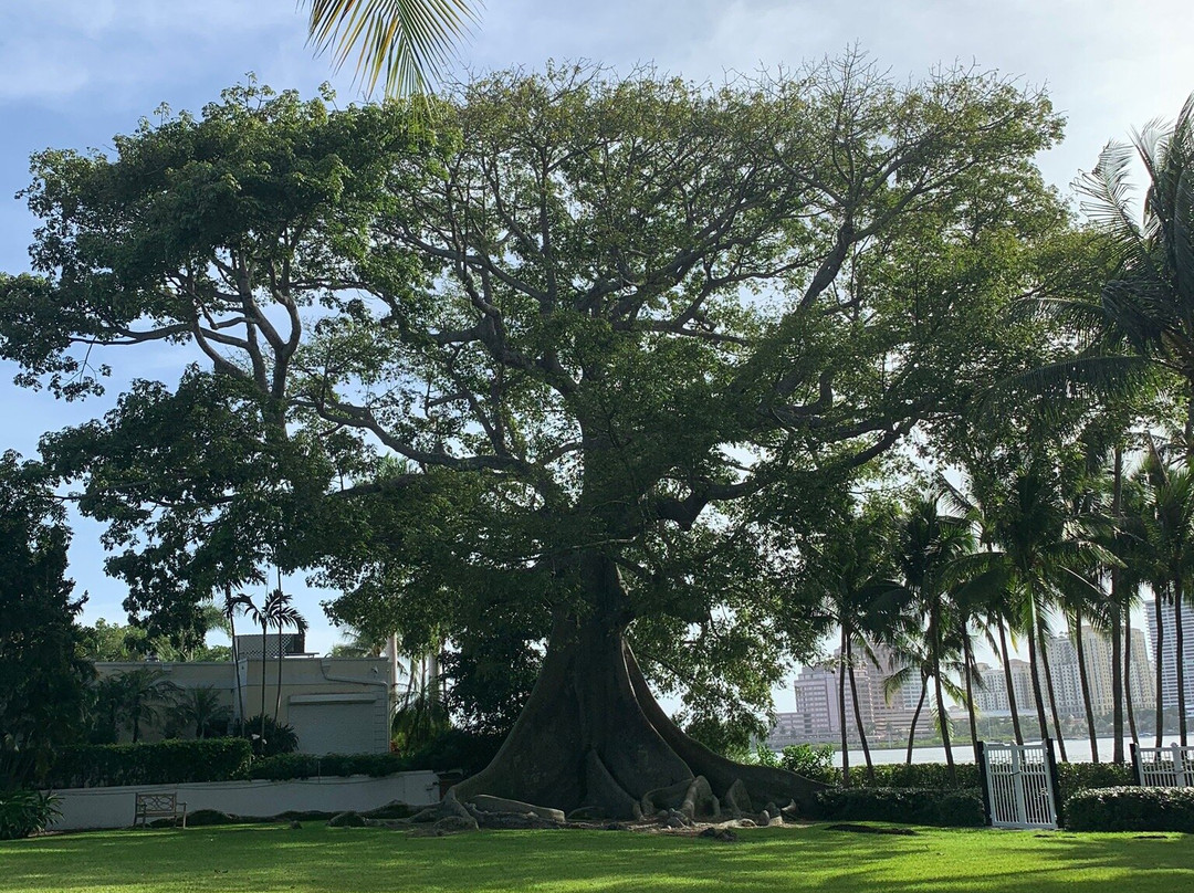 Giant Kapok Tree景点图片