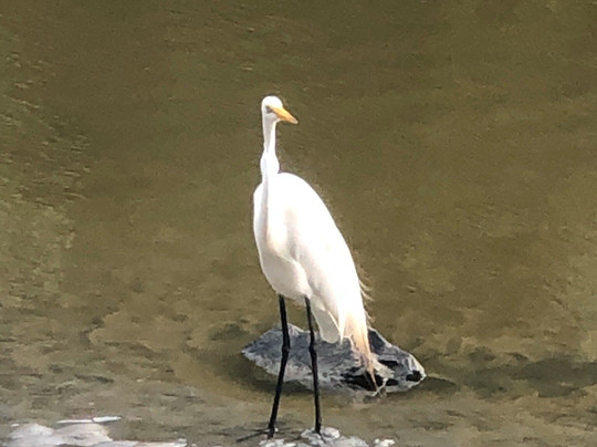 Assateague Tours-钦科蒂格岛必去景点