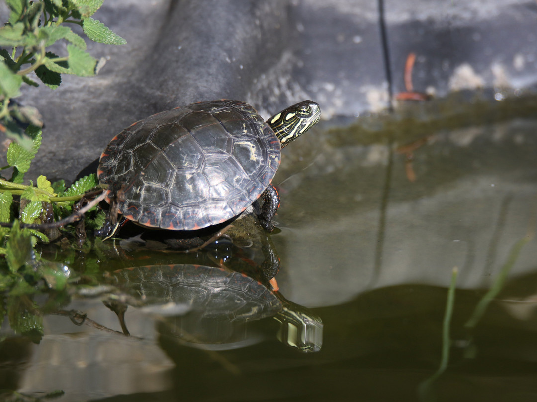 Enfield Manor Bed and Breakfast主图