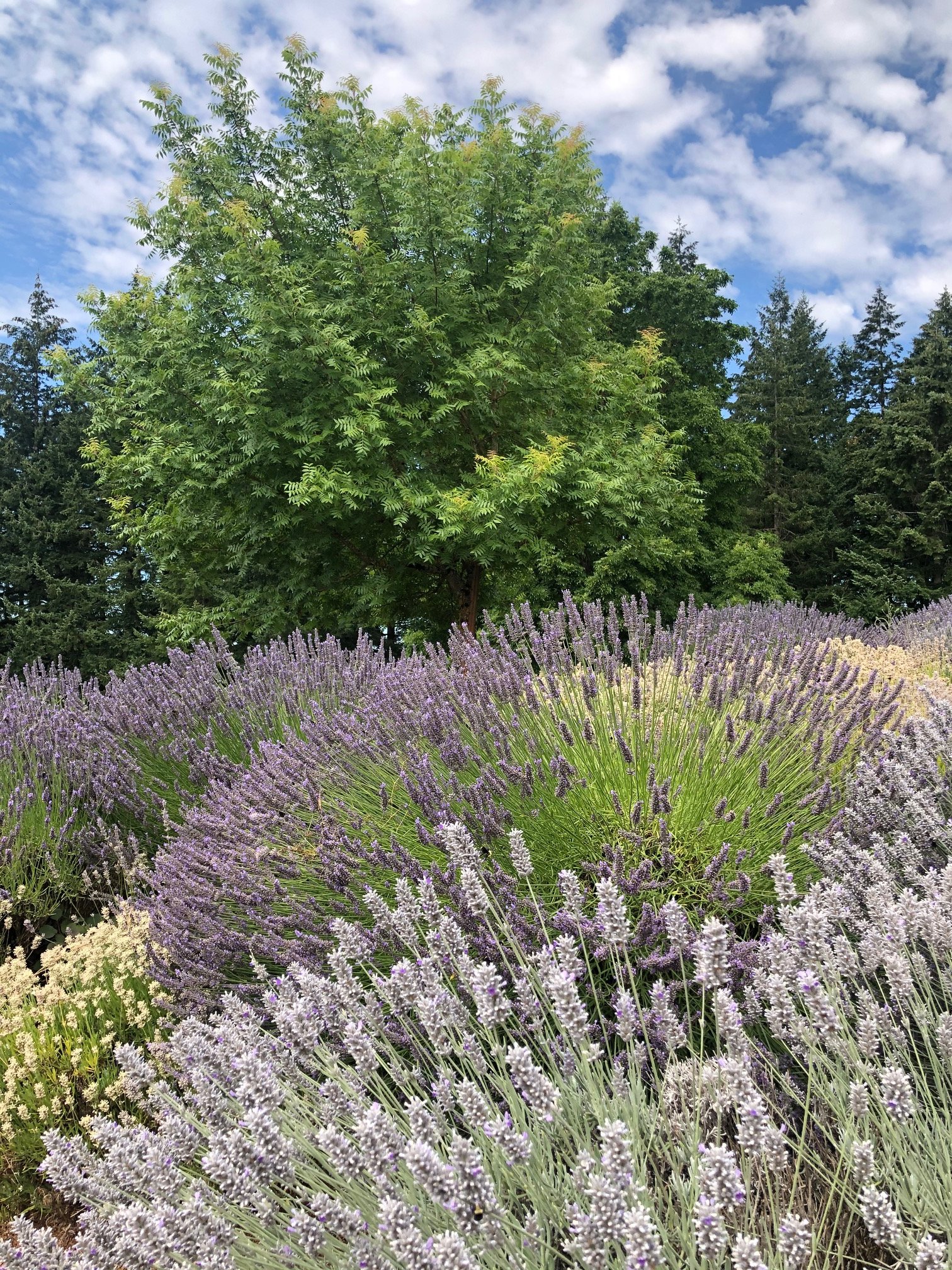 Black Walnut Inn & Vineyard-浴室