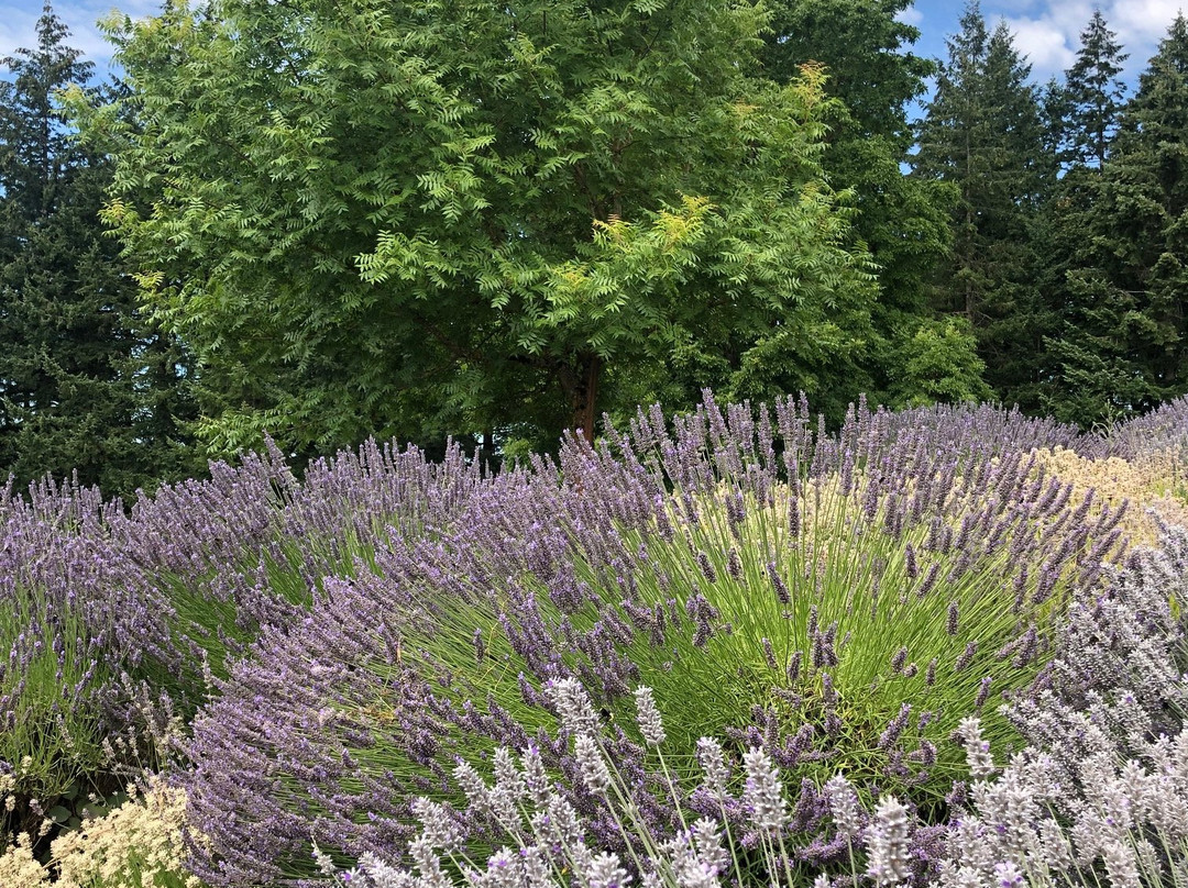 Black Walnut Inn & Vineyard主图