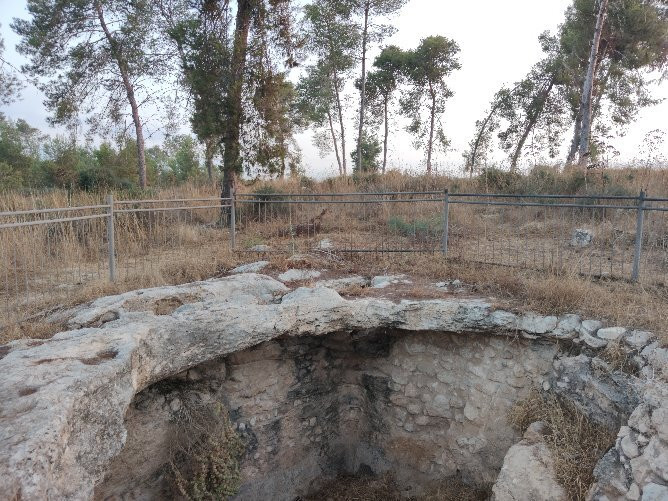 HaMal'akhim Shkharya Forest景点图片