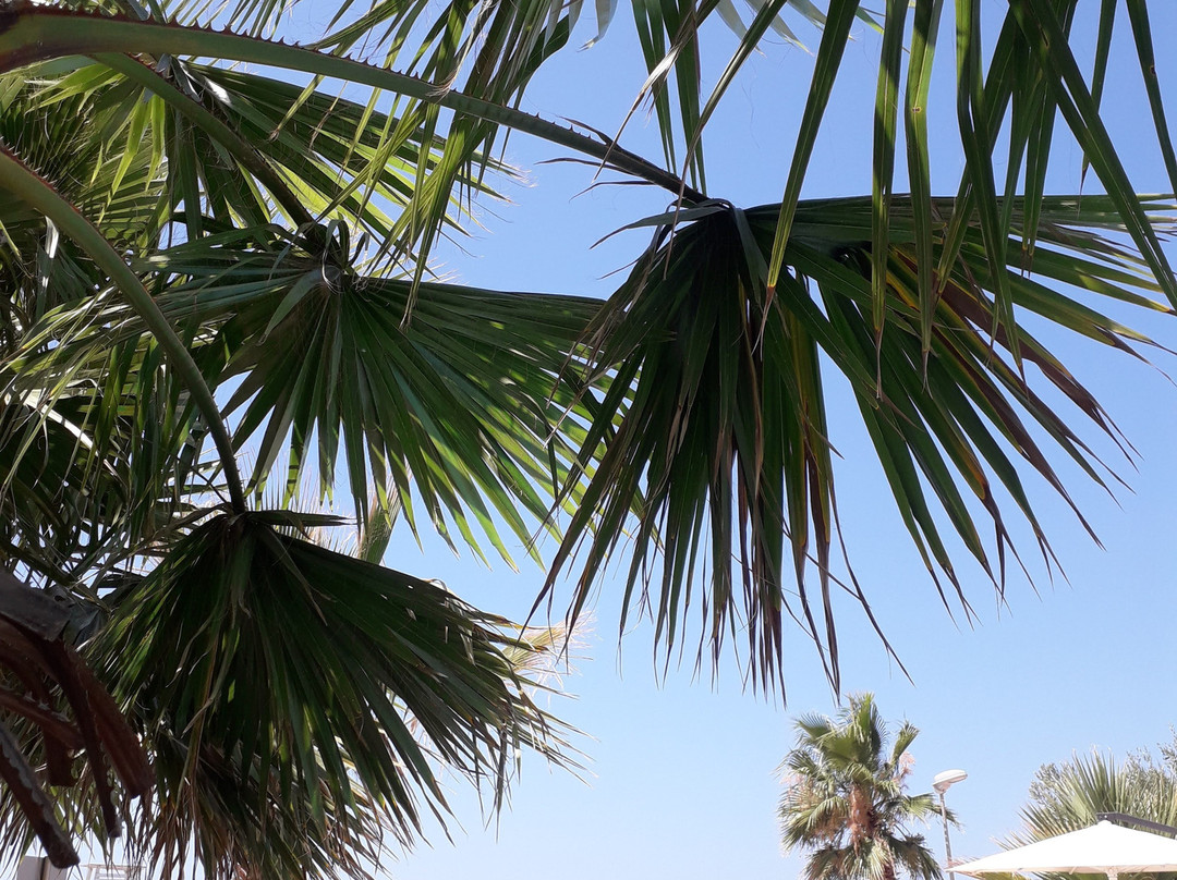 Hotel Ylli Detit主图