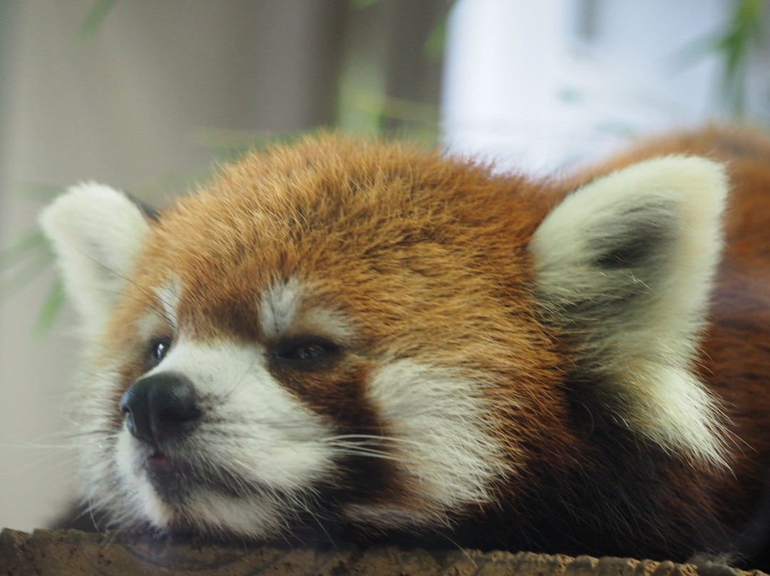 Chiba Zoological Park-千叶市必去景点