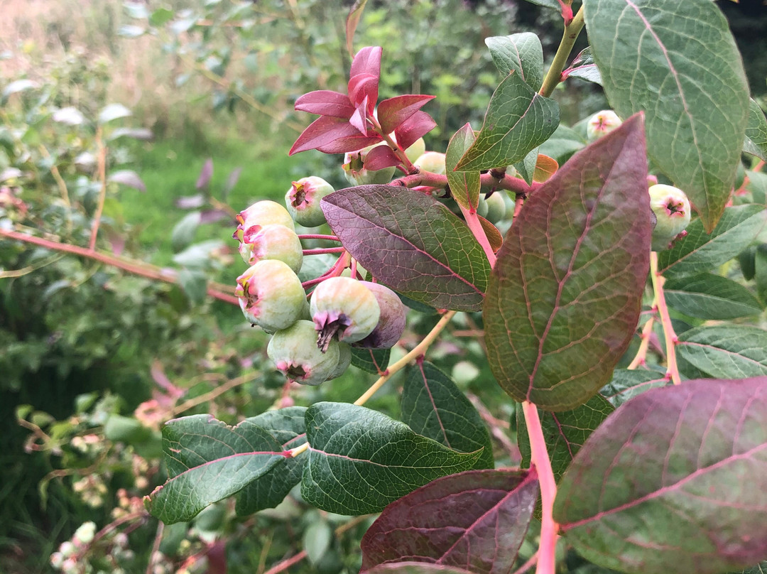 New Mills Community Orchard景点图片