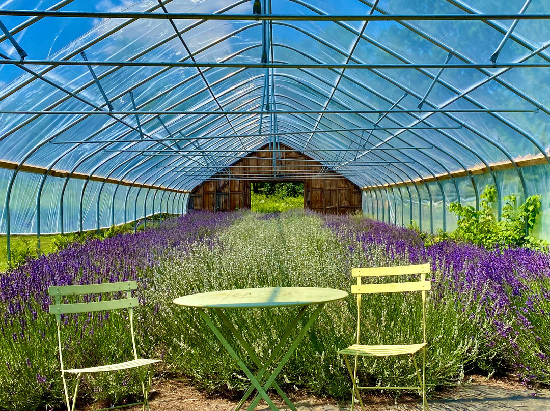 Glendarragh Lavender Farm景点图片