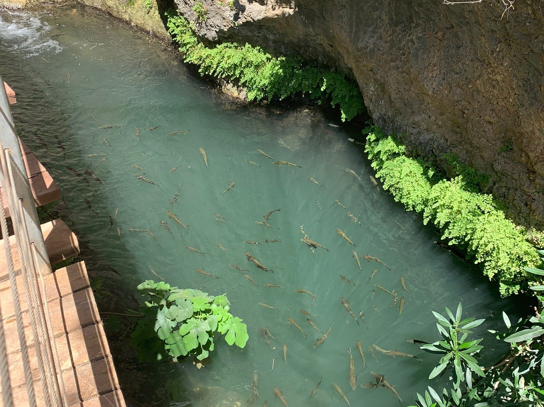 Lishansky Since 1936主图