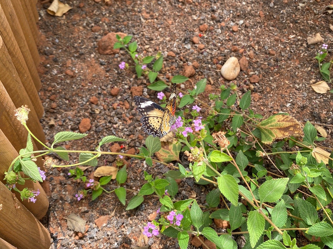 Mariposario de Nijar景点图片