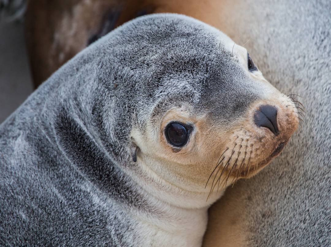 Kangaroo Island Safari景点图片