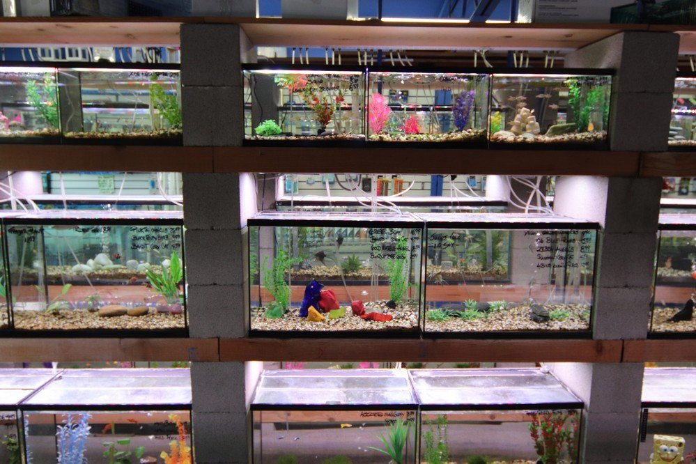 Shillington Aquarium-Calimesa必去景点