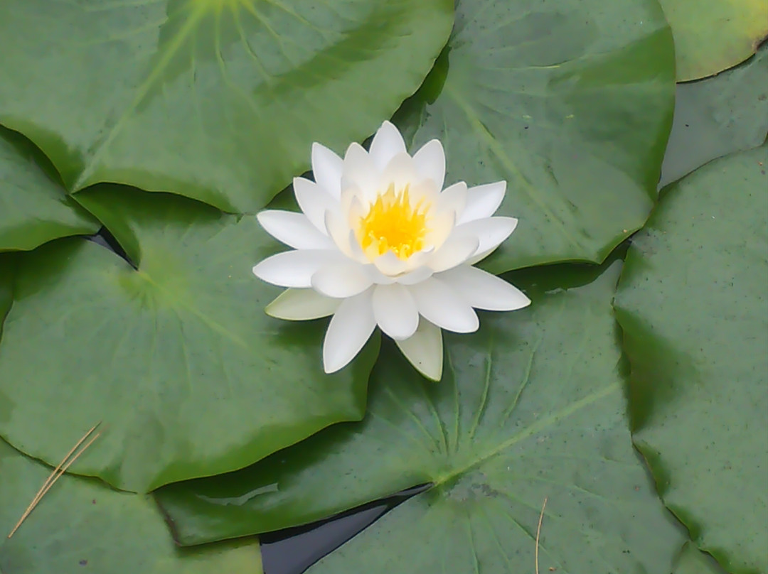 Gyokusenkan Atochi Park-岩见泽市必去景点