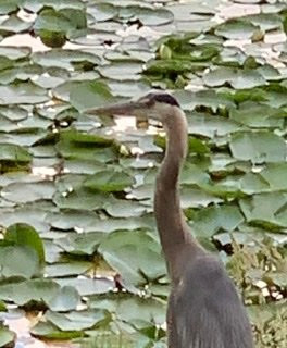 Lake Sacajawea Park景点图片