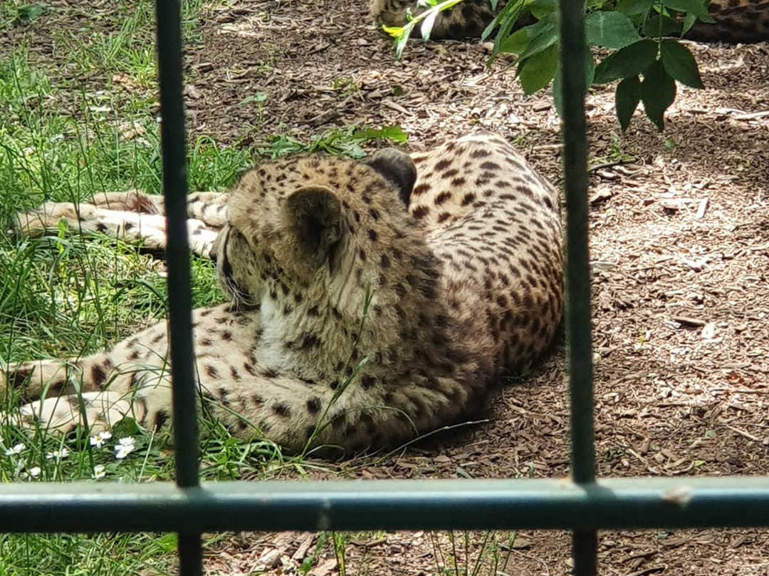 Arche Noah Zoo-布伦瑞克必去景点