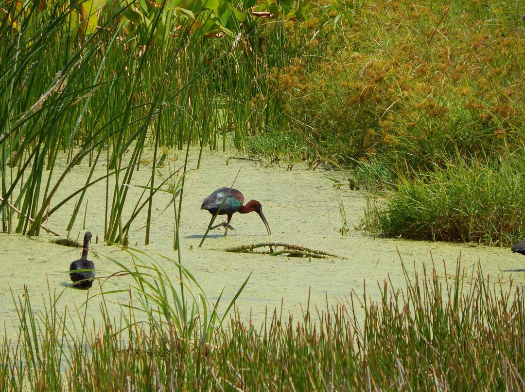 The Celery Fields-萨拉索塔必去景点