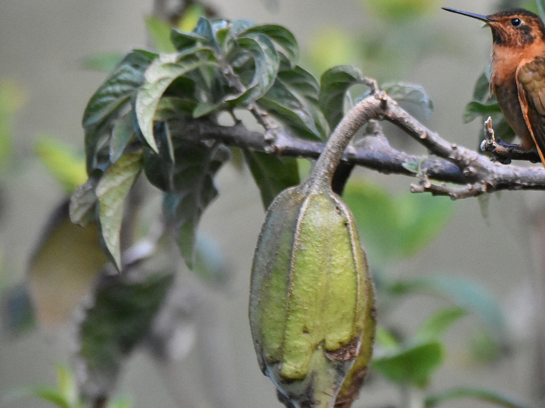 Tambo Condor-Pintag必去景点