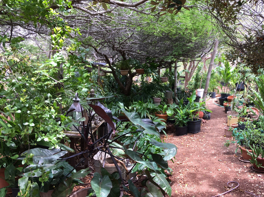 The Bonaire Botanical Garden景点图片