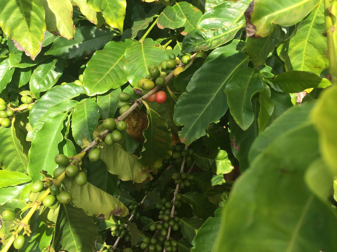 Kauai Coffee Company-卡拉西奥必去景点