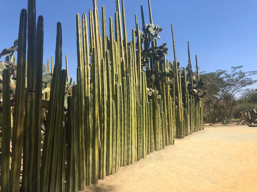Jardin Etnobotanico de Oaxaca景点图片