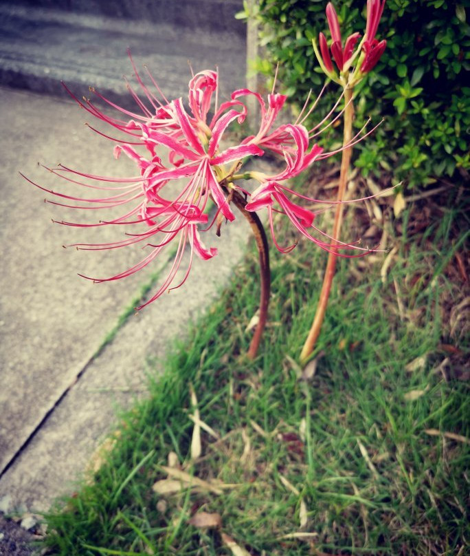 Tamareien Cemetary-府中市必去景点