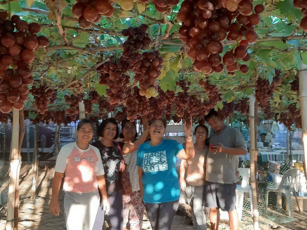 Climasenrose Grape Farm景点图片