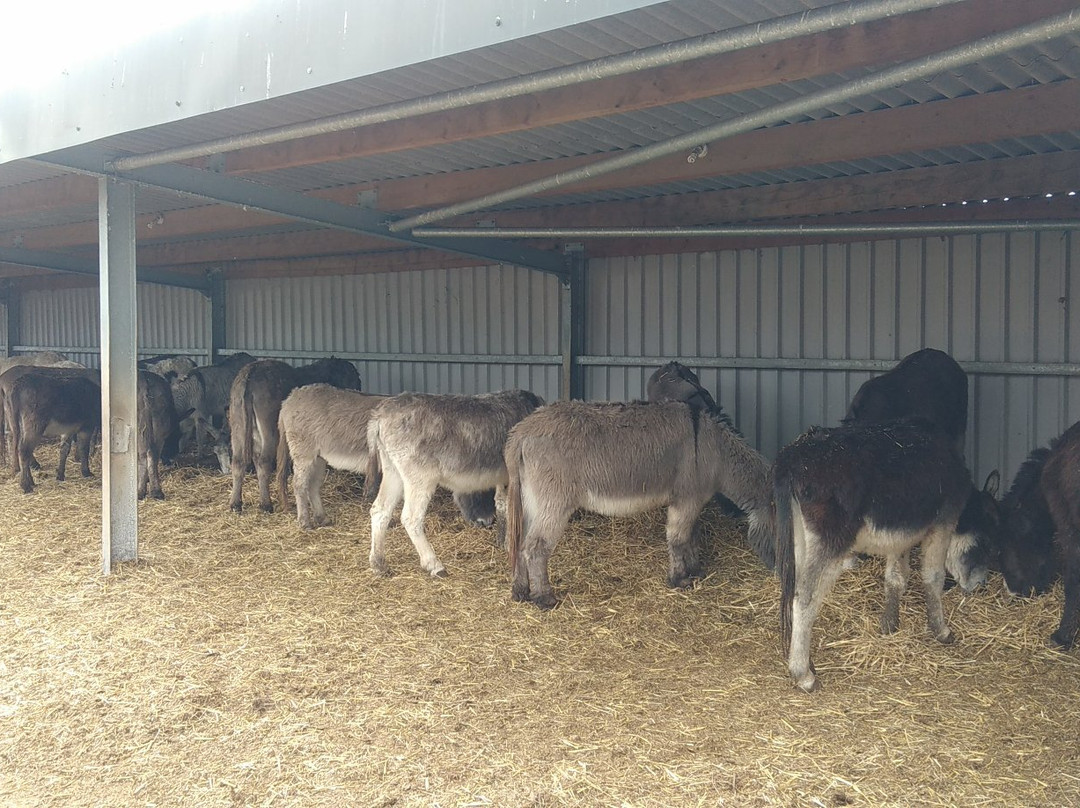 Island Farm Donkey Sanctuary-沃灵福德必去景点