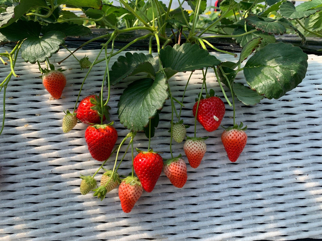 Okashinoshiro Nasu Heartland-那须町必去景点