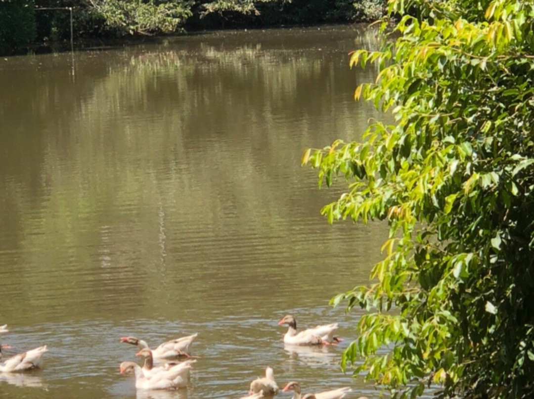 Parque Zoologico Municipal de Bauru景点图片
