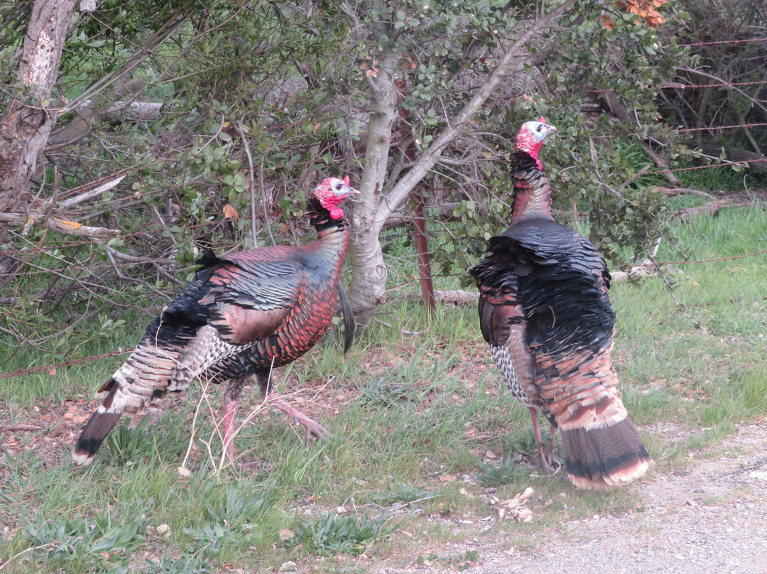 Sunol Regional Wilderness-Sunol必去景点