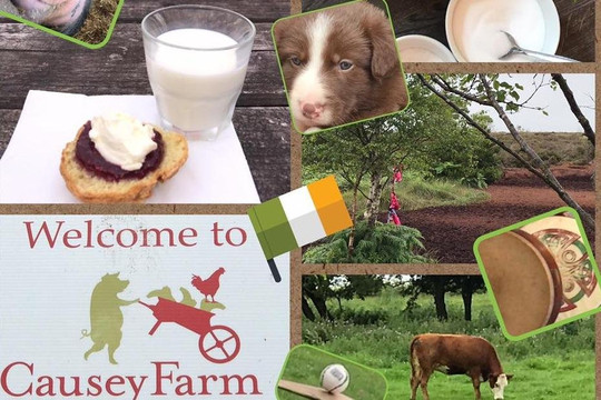 Causey Farm - Food & Farm Experience