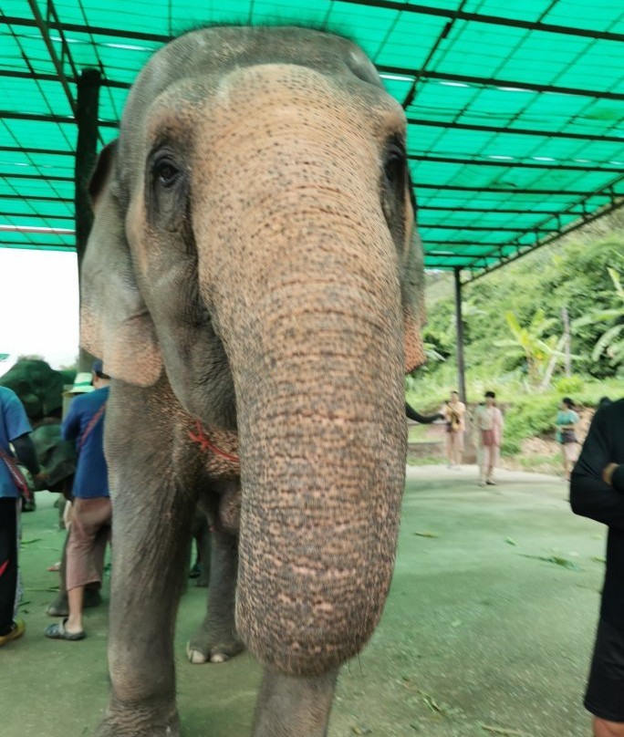 Maeklang Elephant Conservation Community景点图片
