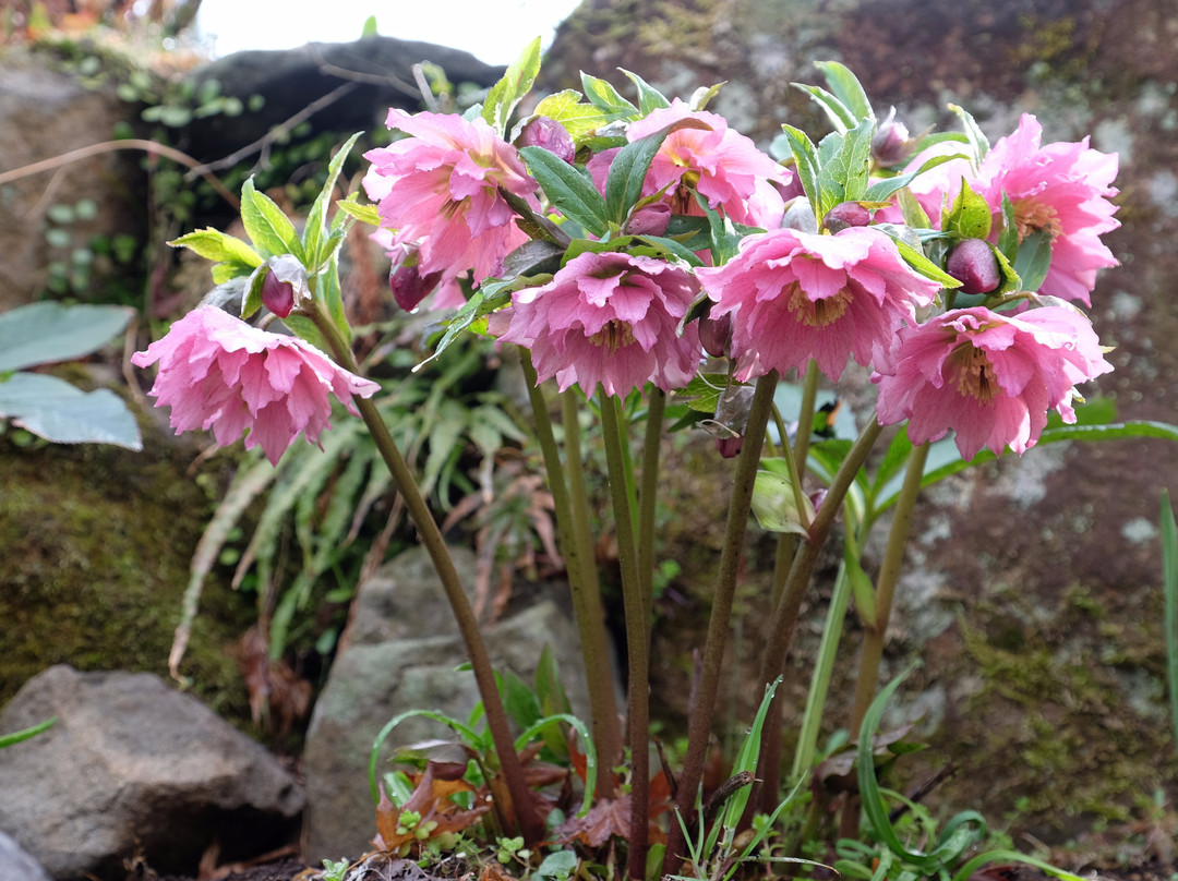 Naturel Garden Minamiaso-南阿苏村必去景点