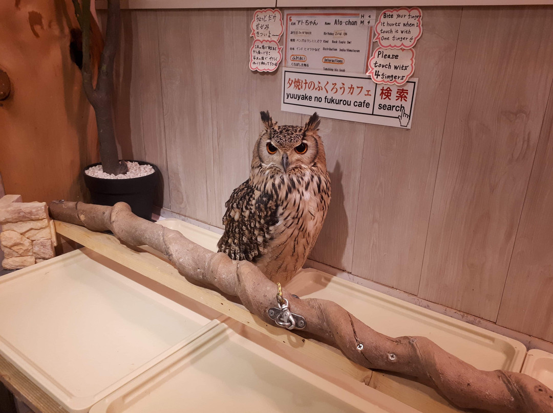 Sunset Owl Cafe-Sennichimae必去景点