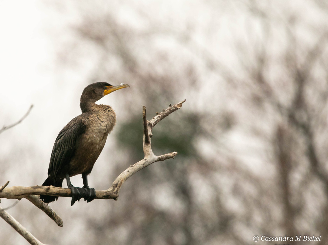 Savannah National Wildlife Refuge景点图片