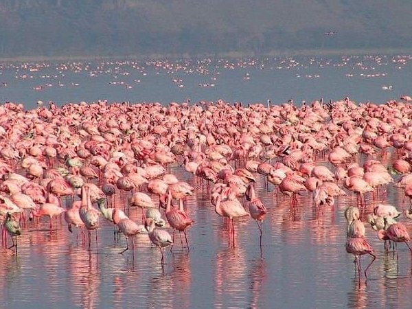 Malindi景点图片