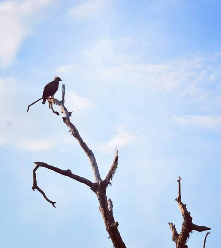 Kalamatiya Bird Sanctuary景点图片