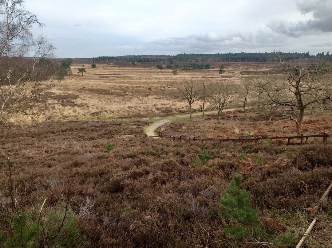 Dersingham Bog-Dersingham必去景点