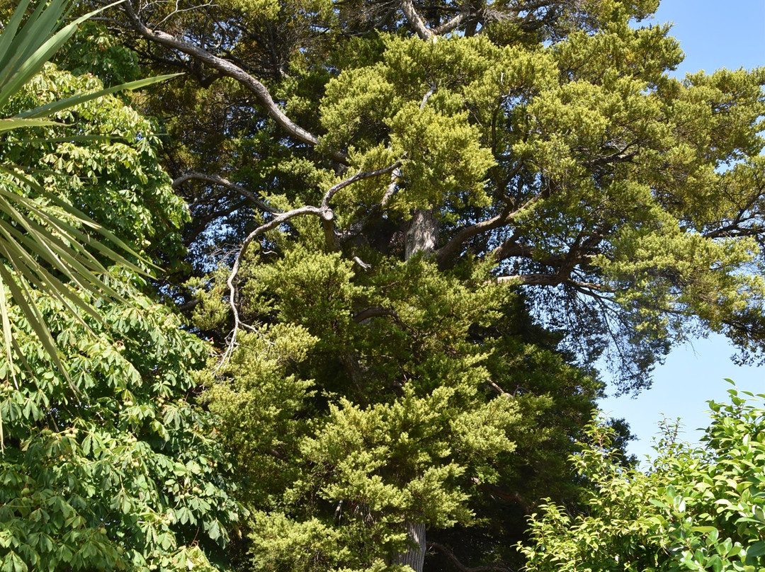 Samuel Oates Gum Tree 1856景点图片