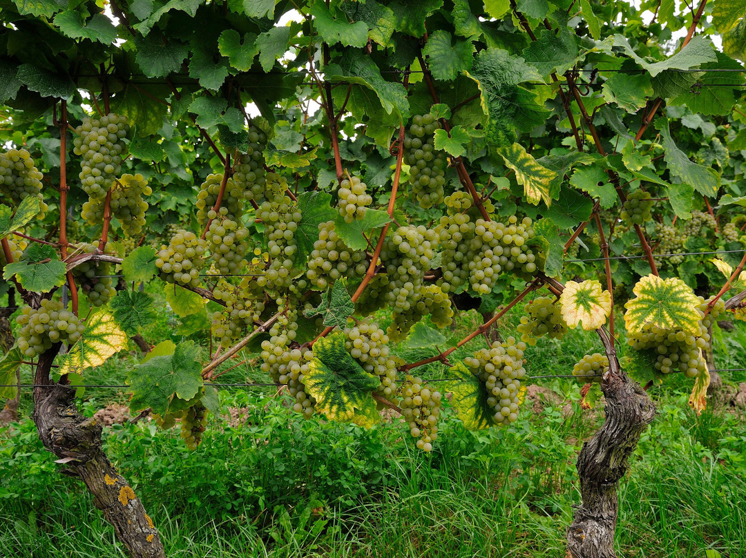Weingut Georg Müller Stiftung-Hattenheim必去景点