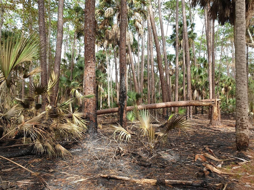 Bulow Plantation Ruins Historic State Park-Flagler Beach必去景点