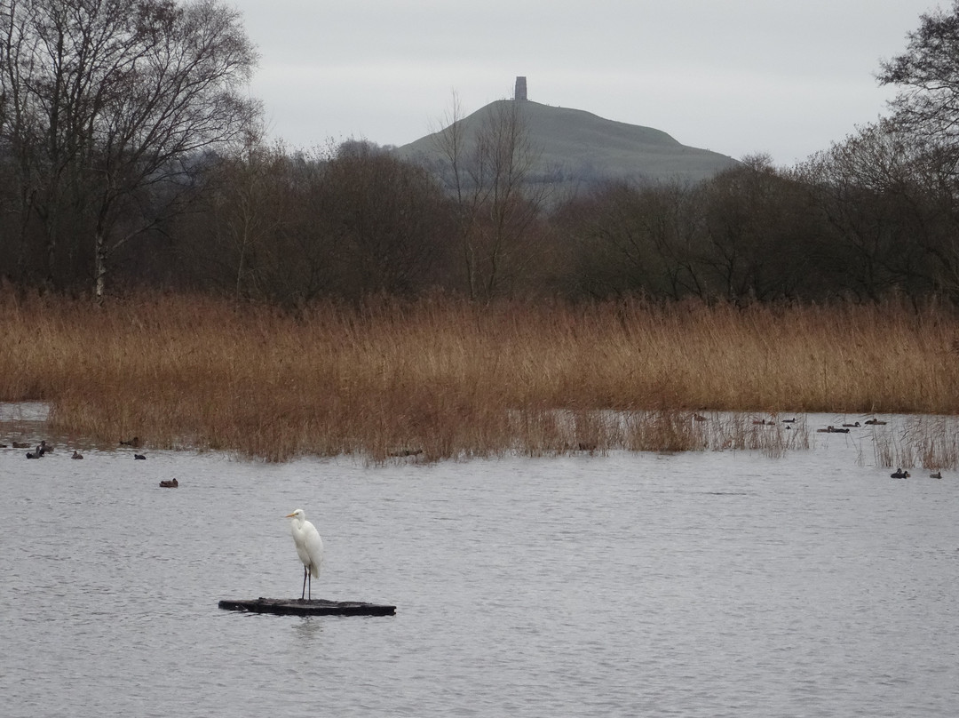 Ham Wall Nature Reserve景点图片