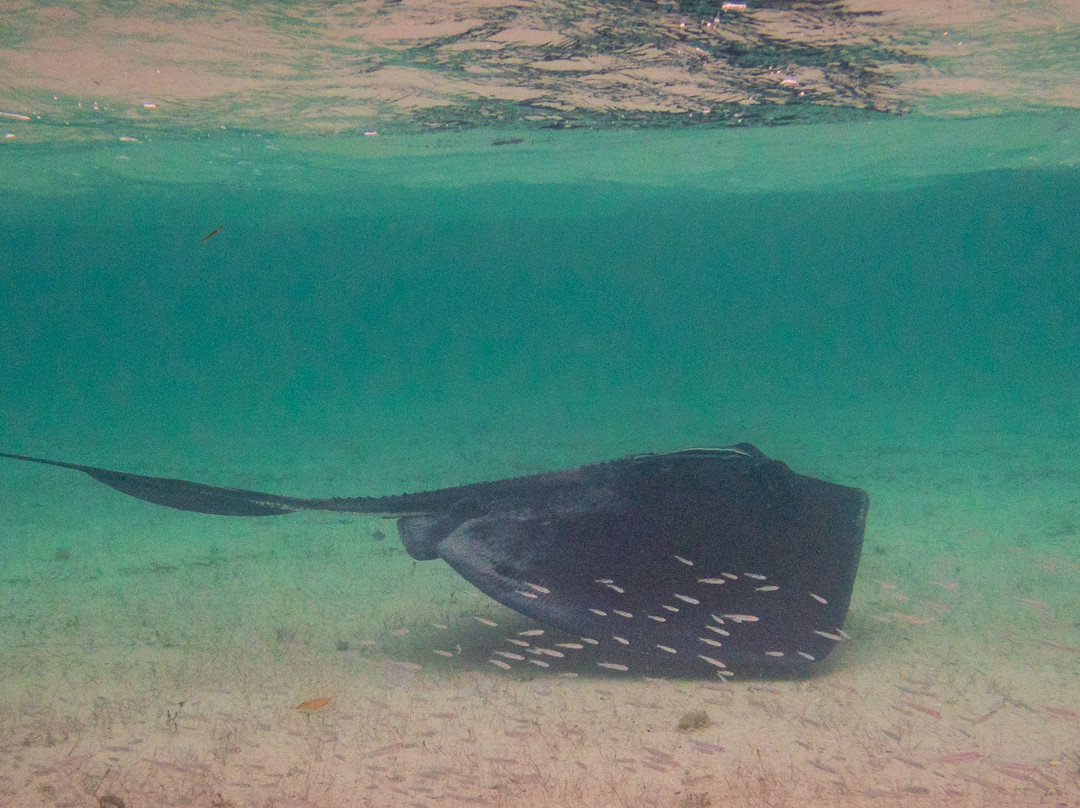 Wolf's Kayaking Club Bahamas - Training, EcoTours & Adventures-拿骚必去景点