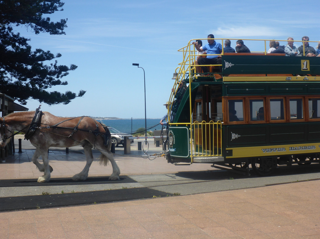 Victor Harbor Horse Drawn Tram-维克多港必去景点
