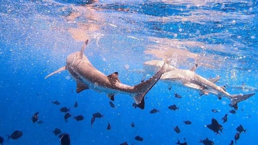 Bora Bora Lagoon cruise-瓦伊塔佩必去景点