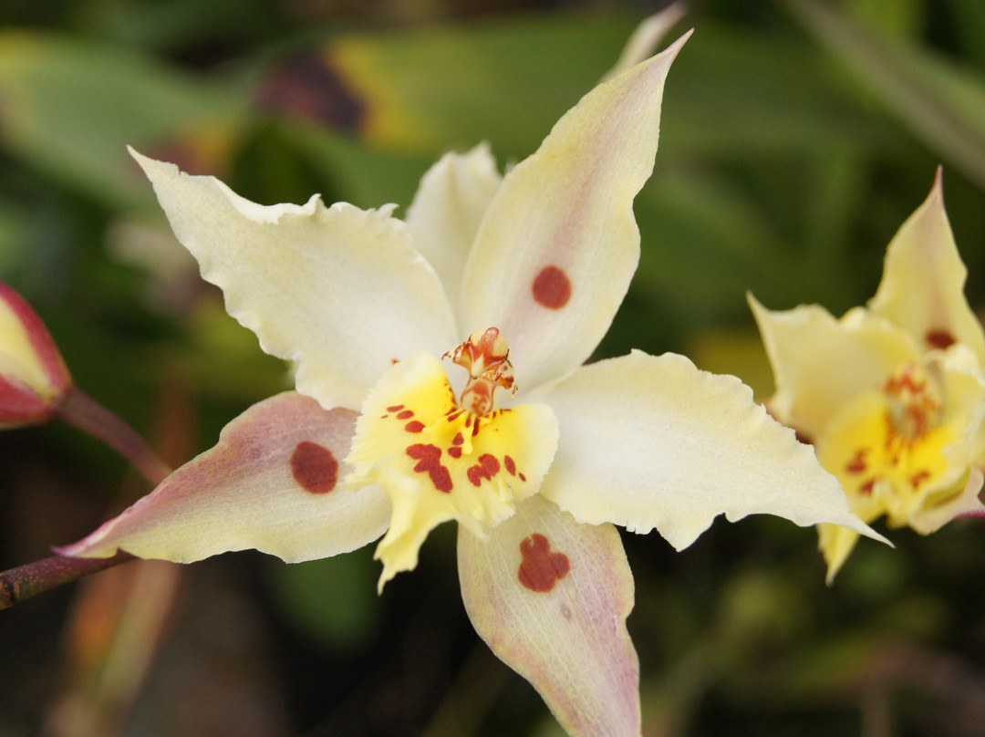 Forest of Orchids-Tenjo必去景点