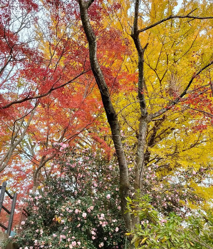 Ohira Moutain-栃木市必去景点