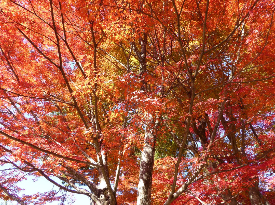 Saijosan Park Momiji Yama-肉粟市必去景点