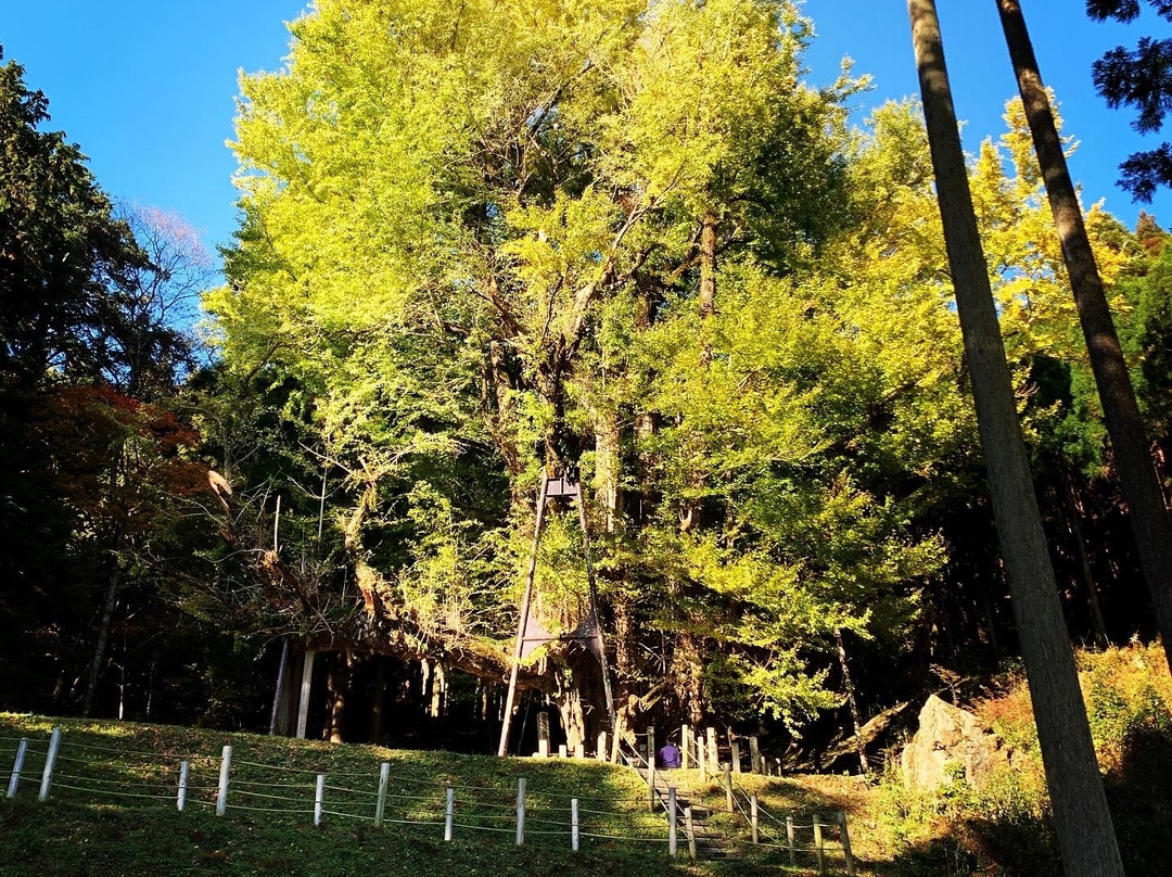 The Ginkgo Tree at Bodaiji Temple-奈义町必去景点