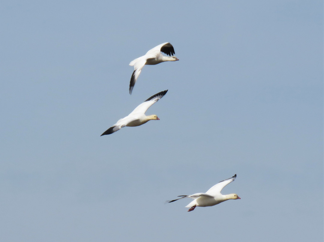 Colusa National Wildlife Refuge-Colusa必去景点